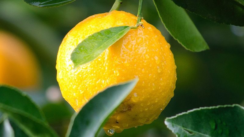 细胞工厂：生物制药新时代的引擎